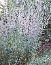 Perovskia atriplicifolia Russian Sage    1,000 seeds