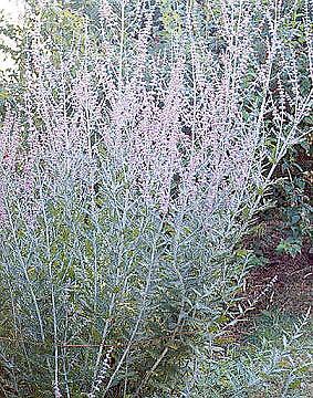 Perovskia atriplicifolia