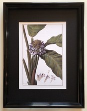 Illustration couleurs d'après Redouté  : BANANIER + cadre BOTANIQUE, FLEUR