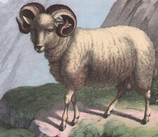 1886 Beautiful Original Lithograph Ram Chamois Sheep Mountain Animals Engraving