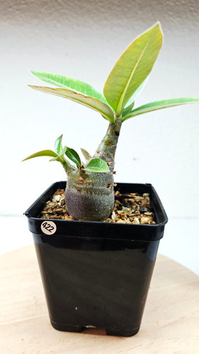 Adenium red caudex kal - adenium,