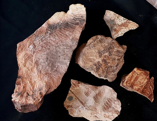 Fossile lot de plantes - -,