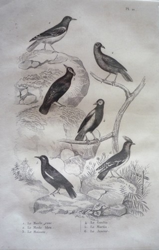 Gravure oiseaux - d'oiseaux, (buffon)