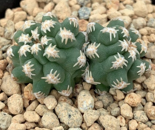 Pygmaeocereus bieblii 10000