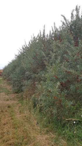 Hippophae rhamnoides aley - hippophae,