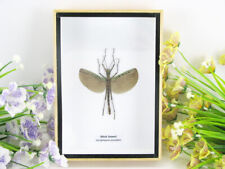 Achiphasma annulipes - phasme