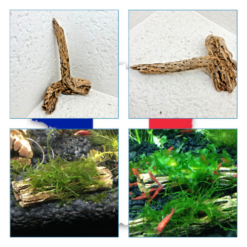 Cholla wood 21x13cm - wood,
