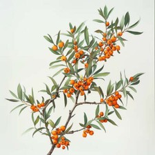 50 graines d'Argousier