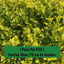 Troène de californie /