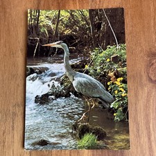 Postcard Cpa - Peche Heron - Parc Ornithologique Du Marquenterre 