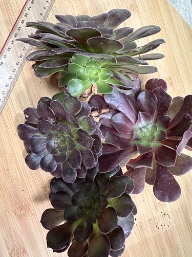 Aeonium velour bouture - ,