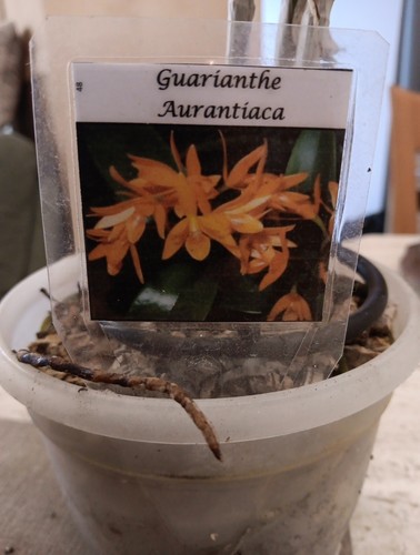 Cattleya aurantiaca - cattleya,