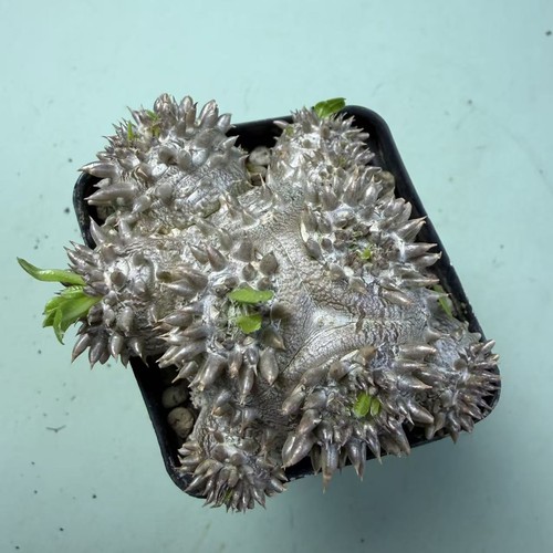 Rare cacti plant - rare,