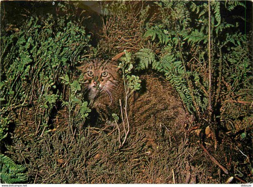Carte postale animaux - carte,