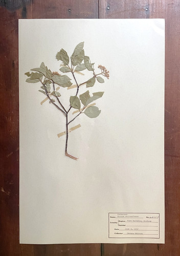 Antique herbarium pressed - antique,