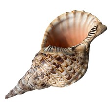 Large Natural Shell Charonia Tritonis, approx. 30 cm marine decoration or collection
