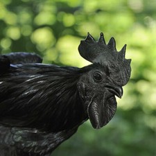 10 RARE Ayam Cemani Hatching