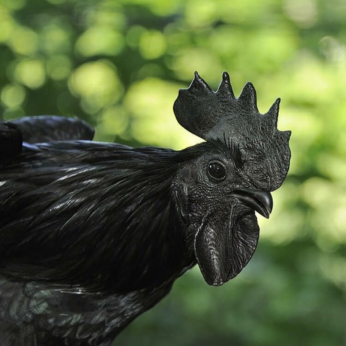 Rare ayam cemani hatching - rare,