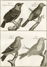 Oiseau Pinson Perroquet Tarin Serin - Ornithologie Gravure originale XVIIIe