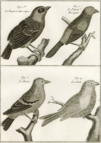 Oiseau pinson perroquet tarin - oiseau,