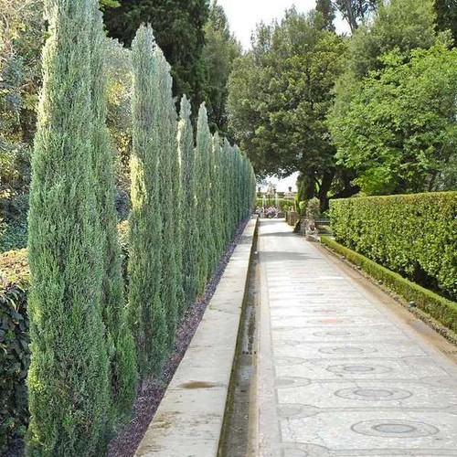 Cupressus sempervirens