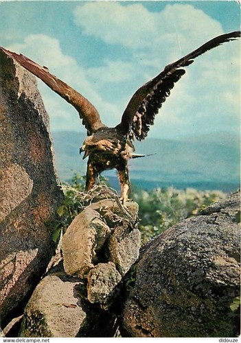 Carte postale animaux - carte,