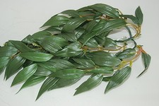 Reptile FMR Vivarium Ruscus Grand Soie Plante 55 CMS Pour Tous Reptiles