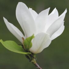 Magnolia Alba Superba 2L -