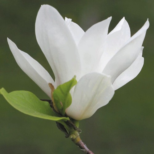Magnolia alba superba - alba, 2l