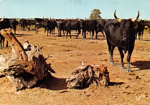 Camargue manade de - 13, en