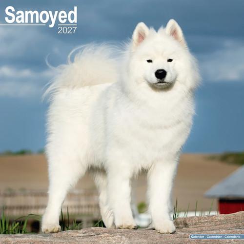 Calendrier 2027 samoyede - 2027,