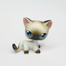 Petshop Chat Européen Blanc