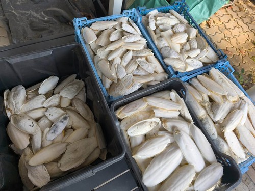 Seiche friandises - seiche,