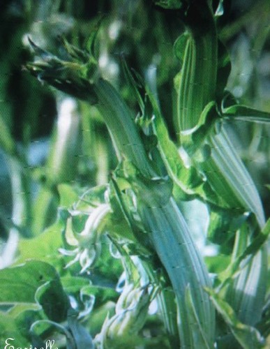 Laitue asperge ou - ou,