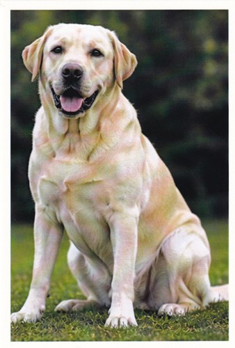 Carte postale chien - 🦬carte,