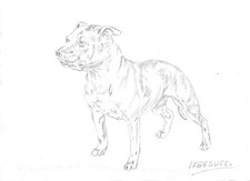 Le Bull Terrier dessin crayon
