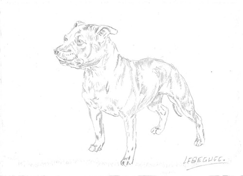 Bull terrier dessin crayon - le,