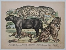 Panthère - Léopard -