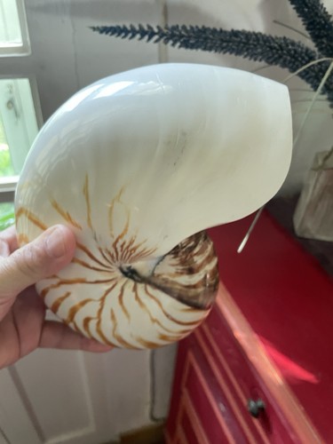 Coquillage nautilus nautile - coquillage,