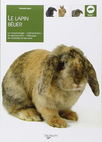 Lapin bélier zizka - bélier,