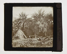 Magic Lantern Plate 8.5x10 Gourbi in BLIDAH ALGERIA Hut Cabin Forest Date