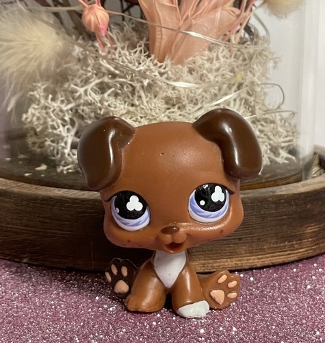 Petshop chien boxer - 🌸petshop,