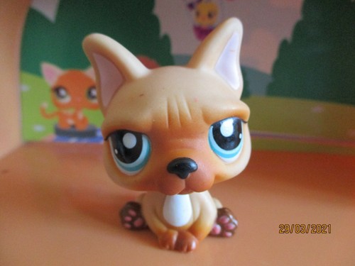 Petshop french bulldog - petshop, dog