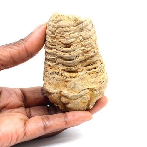 Trilobite fossile 105gr - , 75mm