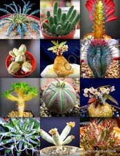 RARE EUPHORBIA VARIETY MIX exotic succulent rare cactus plant seed 10 SEEDS