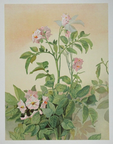 Pomme terre lithographie - de,