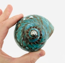 Turbo Imperialis -  Coquillage