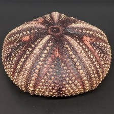 Astropyga radiata 118mm DIADEMATIDAE  Fire / Blue-spotted Sea Urchin