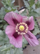 Un demi gramme de graines de