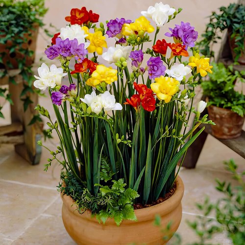 Bulbes freesia doubles - freesia,